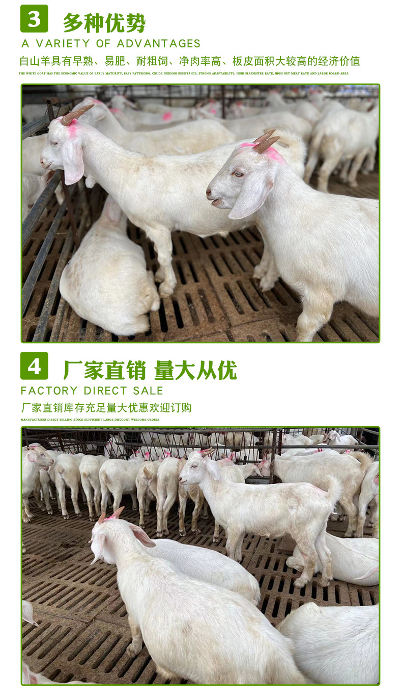 白山羊_08