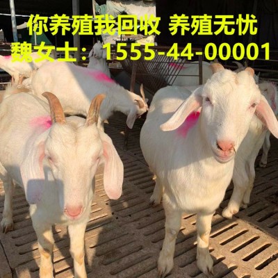 广东白山羊仔大量出售活体白山羊苗上门建养殖大棚售后包回收图4