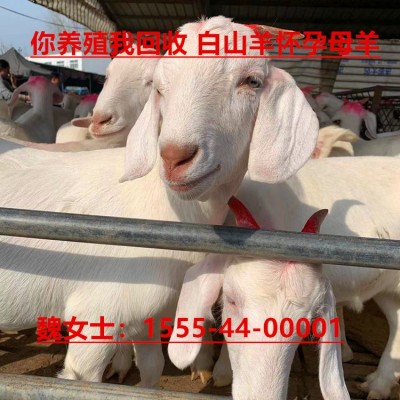 广东白山羊仔大量出售活体白山羊苗上门建养殖大棚售后包回收