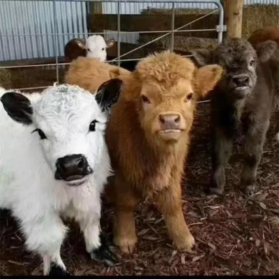 高地牛宠物 宠物牛活物 小牛活体 迷你宠物牛 宠物牛养殖图4