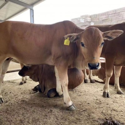 鲁西黄牛小牛犊活牛改良小黄牛苗肉牛幼崽大型牛本地黄牛图2