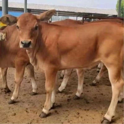 鲁西黄牛小牛犊活牛改良小黄牛苗肉牛幼崽大型牛本地黄牛图5