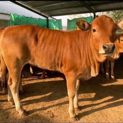 鲁西黄牛小牛犊活牛改良小黄牛苗肉牛幼崽大型牛本地黄牛图4
