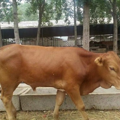 鲁西黄牛小牛犊活牛改良小黄牛苗肉牛幼崽大型牛本地黄牛图3