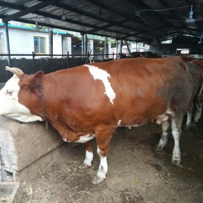 南方养牛西门塔尔牛 鲁西黄牛小牛犊价格多少 肉牛养殖场图2