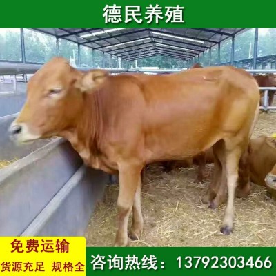 鲁西黄牛 小黄牛的价格行情 西门塔尔牛 活牛市场价格
