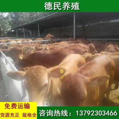 鲁西黄牛 小黄牛的价格行情 西门塔尔牛 活牛市场价格图3
