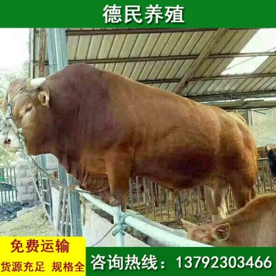 鲁西黄牛 小黄牛的价格行情 西门塔尔牛 活牛市场价格图2