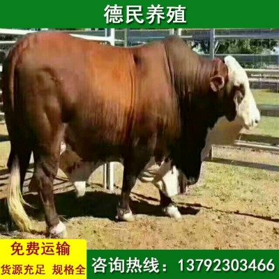 鲁西黄牛 小黄牛的价格行情 西门塔尔牛 活牛市场价格图5