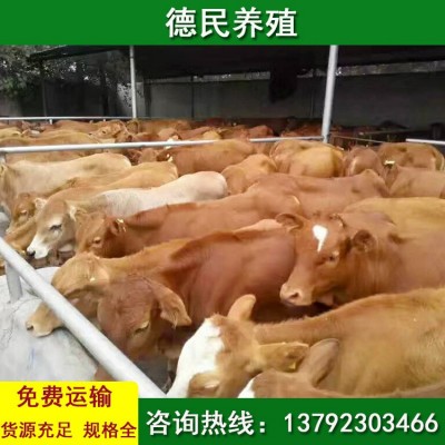 鲁西黄牛 小黄牛的价格行情 西门塔尔牛 活牛市场价格图4