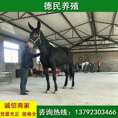 常年出售 骡子多少钱一头 马骡和马和肉驴哪个好图2