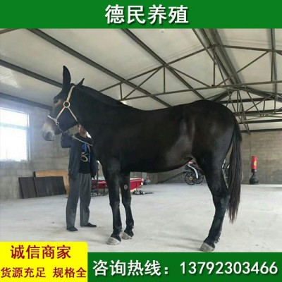 常年出售 骡子多少钱一头 马骡和马和肉驴哪个好