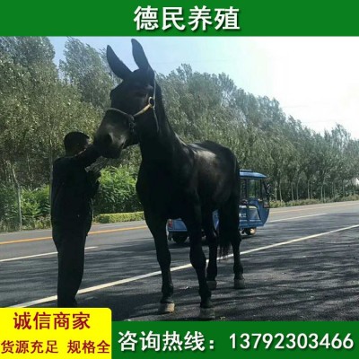 常年出售 骡子多少钱一头 马骡和马和肉驴哪个好图5