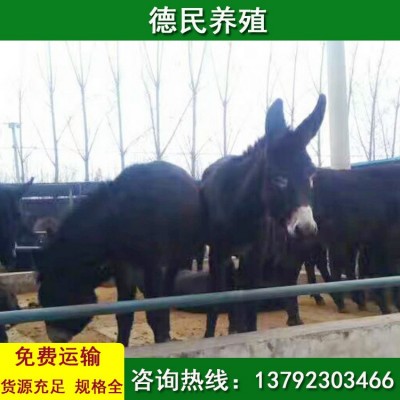 常年出售 骡子多少钱一头 马骡和马和肉驴哪个好图3