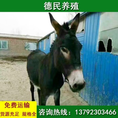 常年出售 骡子多少钱一头 马骡和马和肉驴哪个好图4