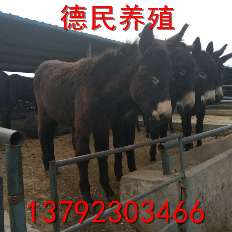 主_0011_图片_20170515084549
