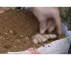 制作营养土种植生姜，利用竹竿发展立体农业