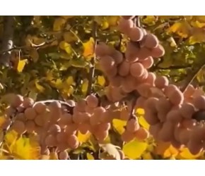 有毒的“银杏果”为何满大街种植，明明叶子金黄，为啥叫银杏树？