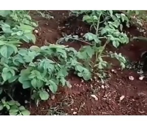 土豆神奇种植
