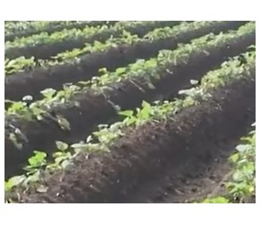 日本是如何种植红薯的？一台专门的栽种机器，一秒一棵高效率种植