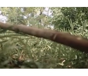 多特瑞精油——肉桂皮种植，制作过程一览