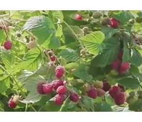 覆盆子种植加工过程