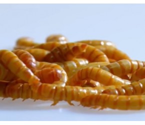 养殖昆虫能解决人类食肉问题吗？高效环保的蛋白质补充来源！