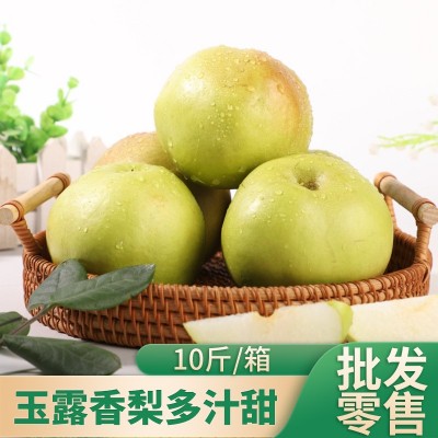 【无渣玉露香梨】10斤现货速发库尔勒新鲜玉露香梨水果新鲜大果整