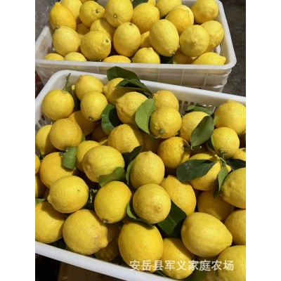 安岳新鲜柠檬电商小果皮薄多汁手打柠檬茶果5斤整箱包邮图2