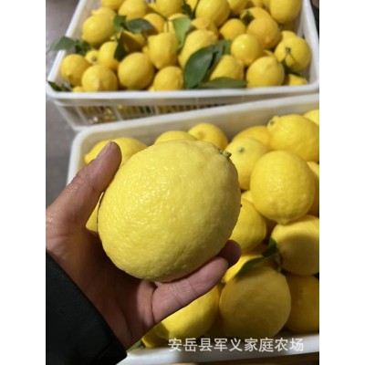 安岳新鲜柠檬电商小果皮薄多汁手打柠檬茶果5斤整箱包邮图3