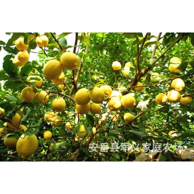 安岳新鲜柠檬电商小果皮薄多汁手打柠檬茶果5斤整箱包邮图4