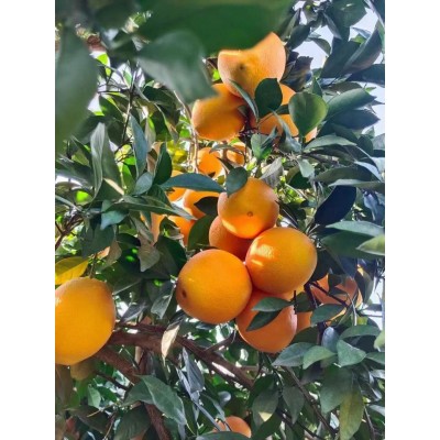 赣南脐橙新鲜水果橙子江西赣南脐橙自然熟多橙汁果肉新鲜汁10斤装图1