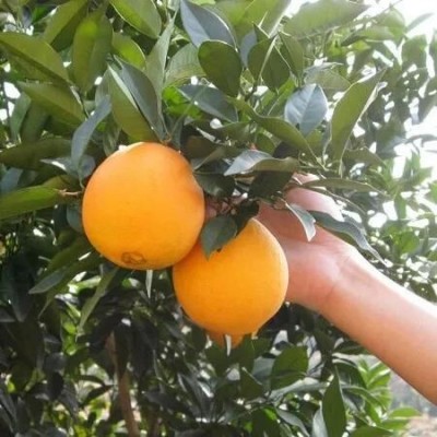 赣南脐橙新鲜水果橙子江西赣南脐橙自然熟多橙汁果肉新鲜汁10斤装图3