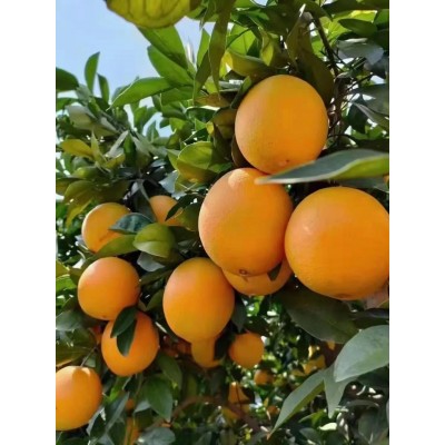 赣南脐橙新鲜水果橙子江西赣南脐橙自然熟多橙汁果肉新鲜汁10斤装图2