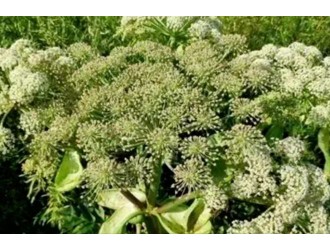 亩产 1500 公斤，一斤40元左右，种植几亩，年赚百万不是梦