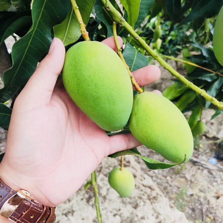 精品小台