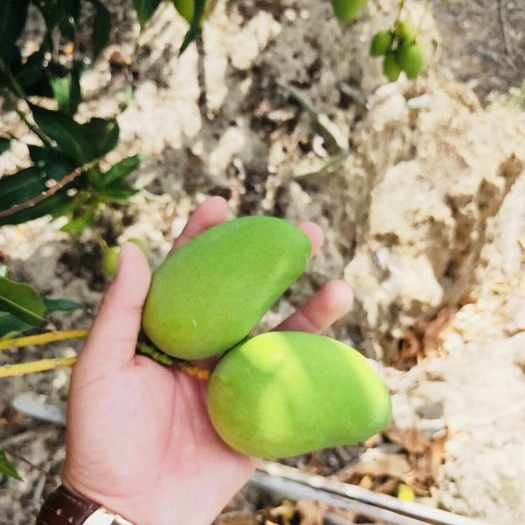 精品小台