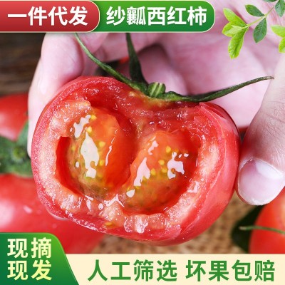 批发攀枝花米易沙瓤西红柿新鲜生吃果蔬番茄自然熟普罗旺斯西红柿图1