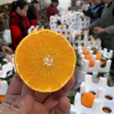 爱媛果冻橙四川38号现摘薄皮手剥橙新鲜水果整箱包邮图2