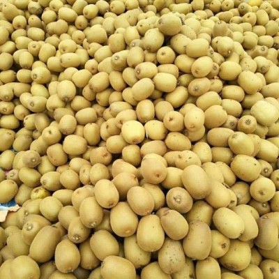 弥猴桃四川蒲江黄心猕猴桃新鲜水果当季整箱大果狝应季奇异果代发图4