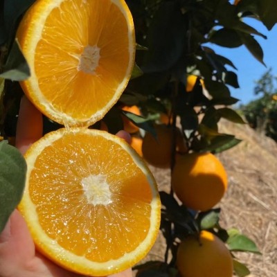 赣南脐橙新鲜水果批发应季水果江西橙子当季水果5斤10斤批发礼盒图4