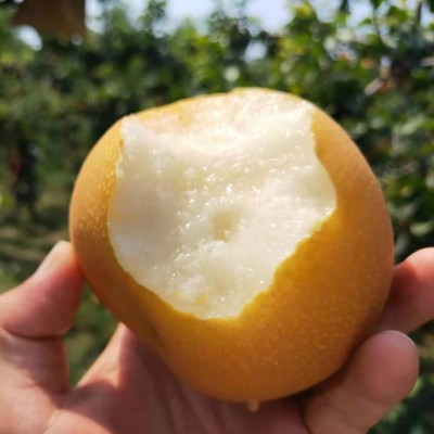 山东莱阳秋月梨脆甜多汁果肉细腻化渣4.5斤正宗秋月梨一件代发图2