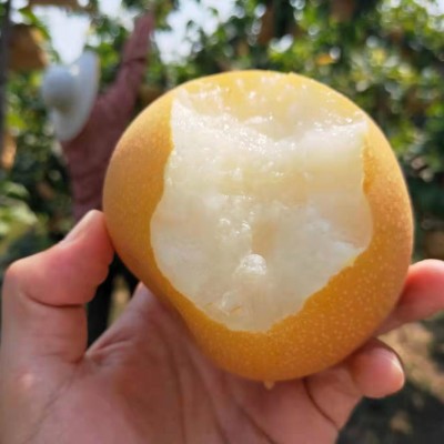 山东莱阳秋月梨脆甜多汁果肉细腻化渣4.5斤正宗秋月梨一件代发图1