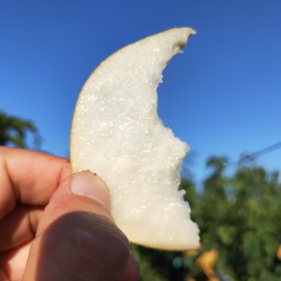 山东莱阳秋月梨脆甜多汁果肉细腻化渣4.5斤正宗秋月梨一件代发图4