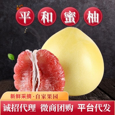 2023年现货平和蜜柚三红心柚子白柚现摘清甜多汁水果中秋送礼盒装图1