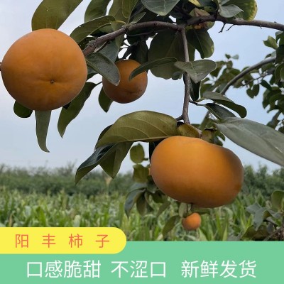 陕西礼泉新鲜脆柿子当季水果脆甜硬柿子阳丰脆柿子脆皮柿子5斤装