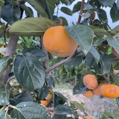 陕西礼泉新鲜脆柿子当季水果脆甜硬柿子阳丰脆柿子脆皮柿子5斤装图2
