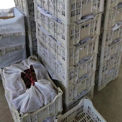 陕西礼泉红提葡萄新鲜水果当应季孕妇水果现摘提子葡萄产地直发图4