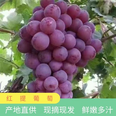 陕西礼泉红提葡萄新鲜水果当应季孕妇水果现摘提子葡萄产地直发