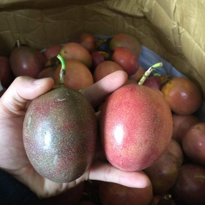 百香果广西新鲜水果紫皮百香果批发原浆汁果肉饱满白香果大果现摘图2